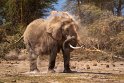 089 Amboseli Nationaal Park